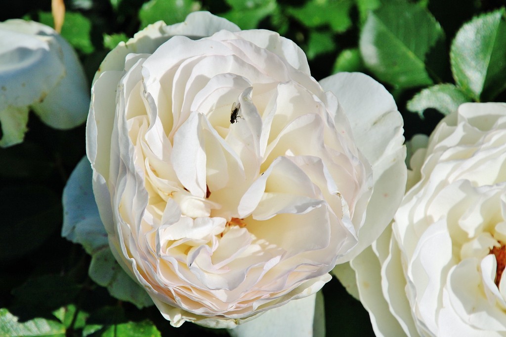 Foto: Exposición de rosas - Barcelona (Cataluña), España