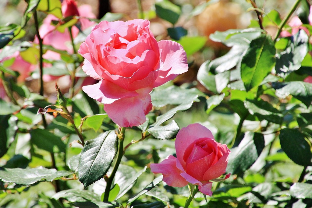 Foto: Exposición de rosas - Barcelona (Cataluña), España