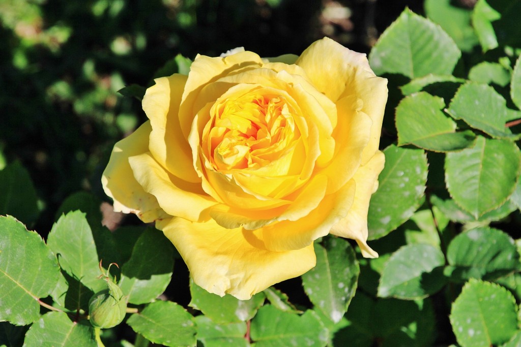 Foto: Exposición de rosas - Barcelona (Cataluña), España