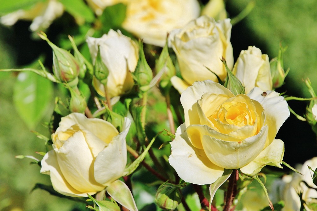 Foto: Exposición de rosas - Barcelona (Cataluña), España