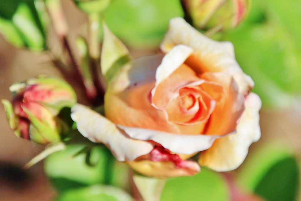 Foto: Exposición de rosas - Barcelona (Cataluña), España