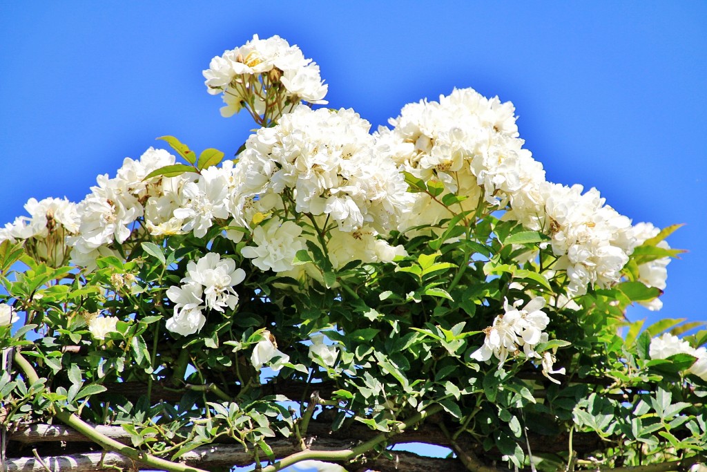 Foto: Exposición de rosas - Barcelona (Cataluña), España