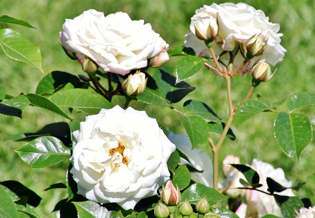 Foto: Exposición de rosas - Barcelona (Cataluña), España