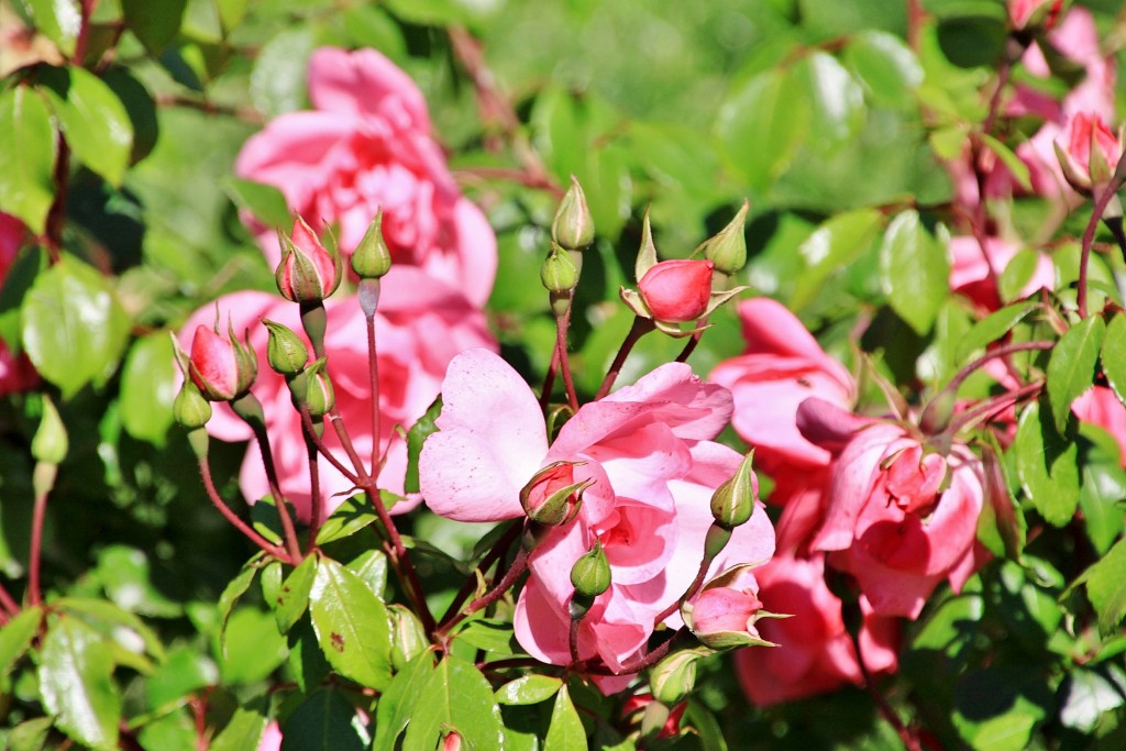 Foto: Exposición de rosas - Barcelona (Cataluña), España