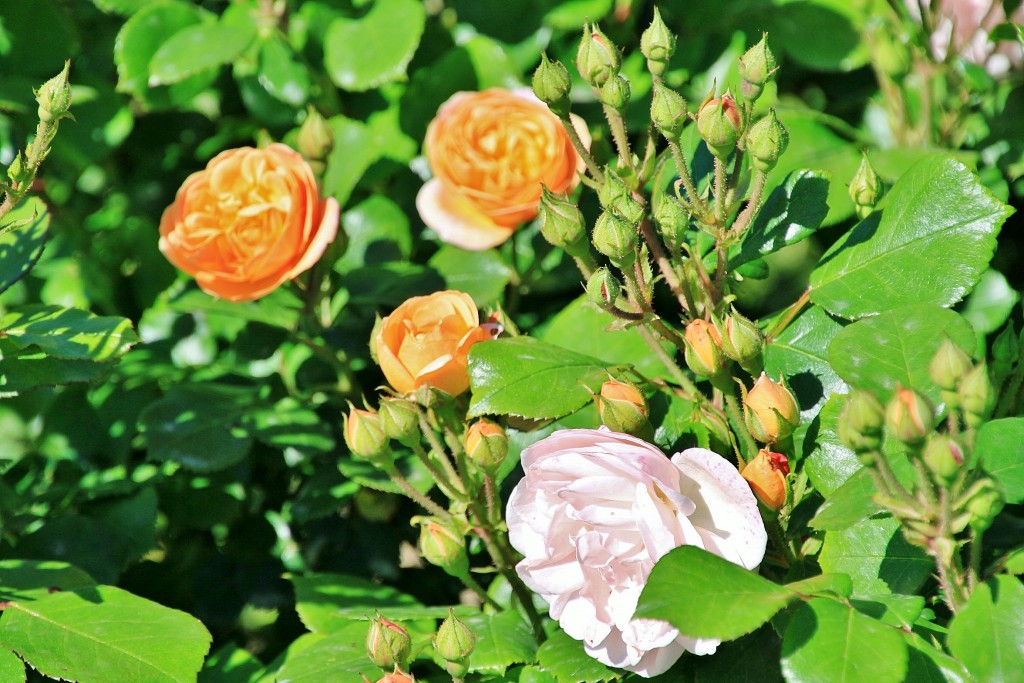 Foto: Exposición de rosas - Barcelona (Cataluña), España