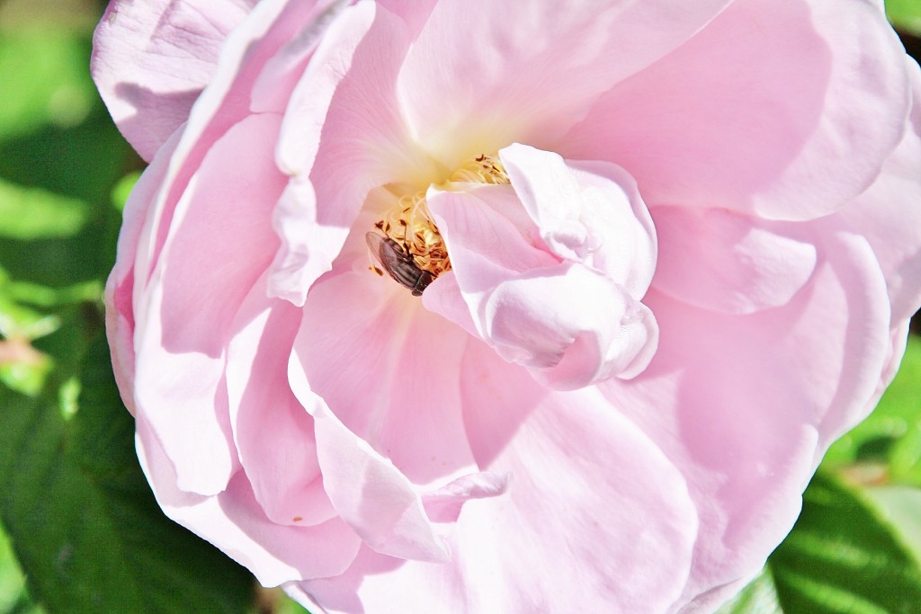 Foto: Exposición de rosas - Barcelona (Cataluña), España