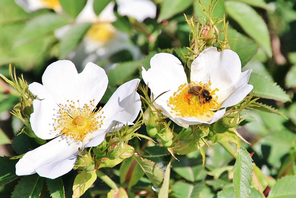 Foto: Exposición de rosas - Barcelona (Cataluña), España