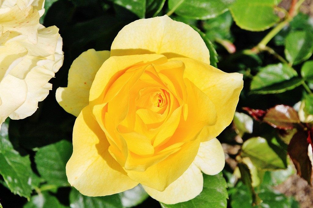 Foto: Exposición de rosas - Barcelona (Cataluña), España