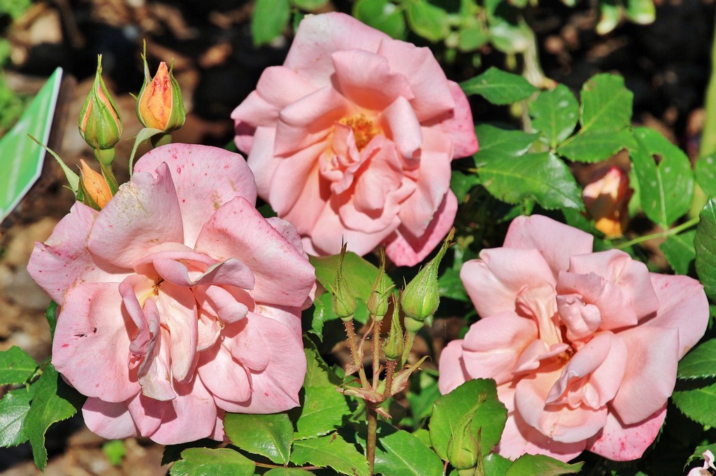 Foto: Exposición de rosas - Barcelona (Cataluña), España