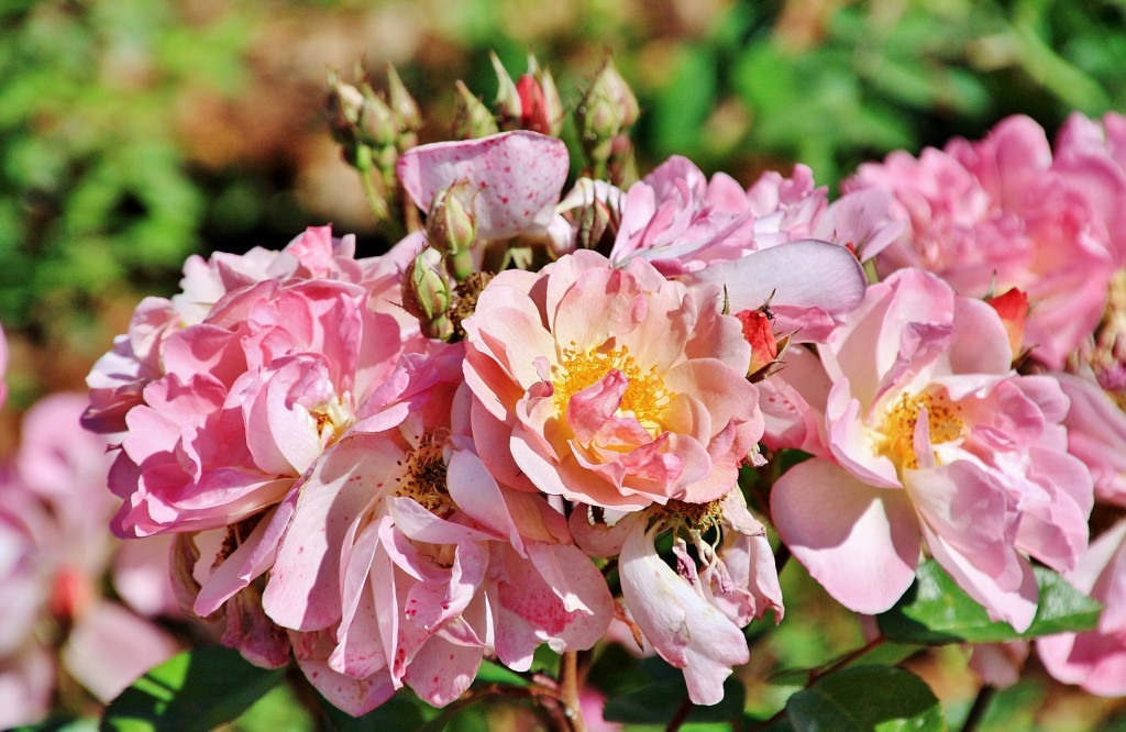 Foto: Exposición de rosas - Barcelona (Cataluña), España