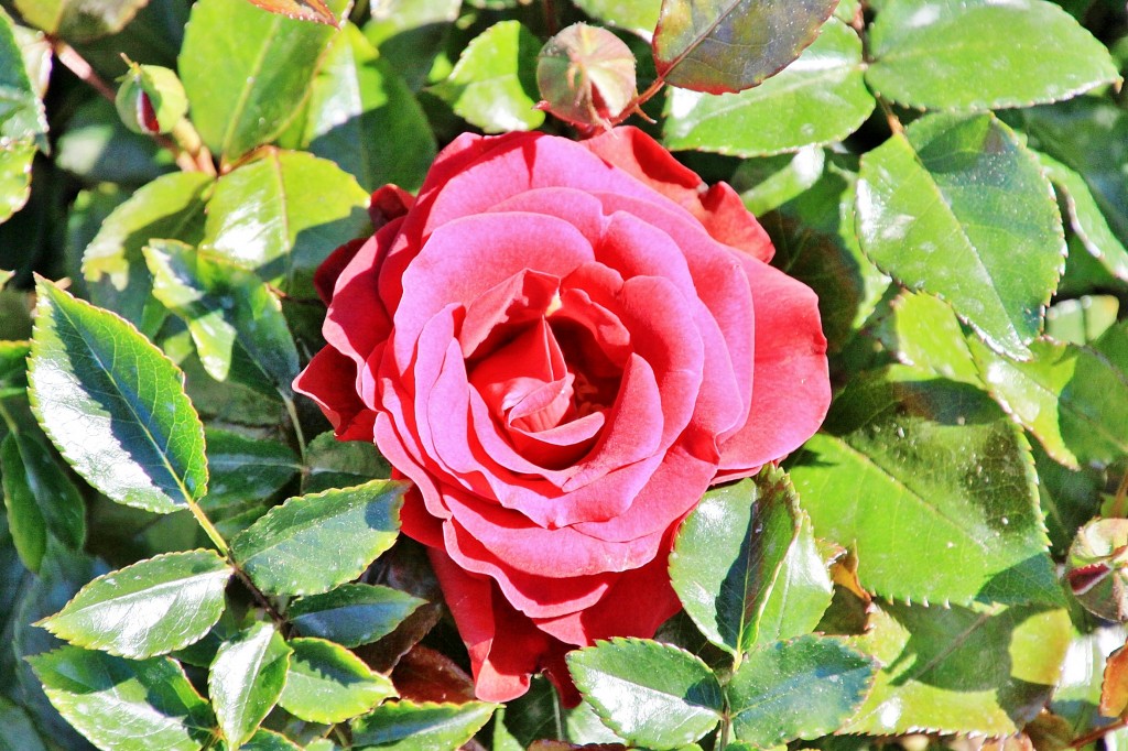 Foto: Exposición de rosas - Barcelona (Cataluña), España