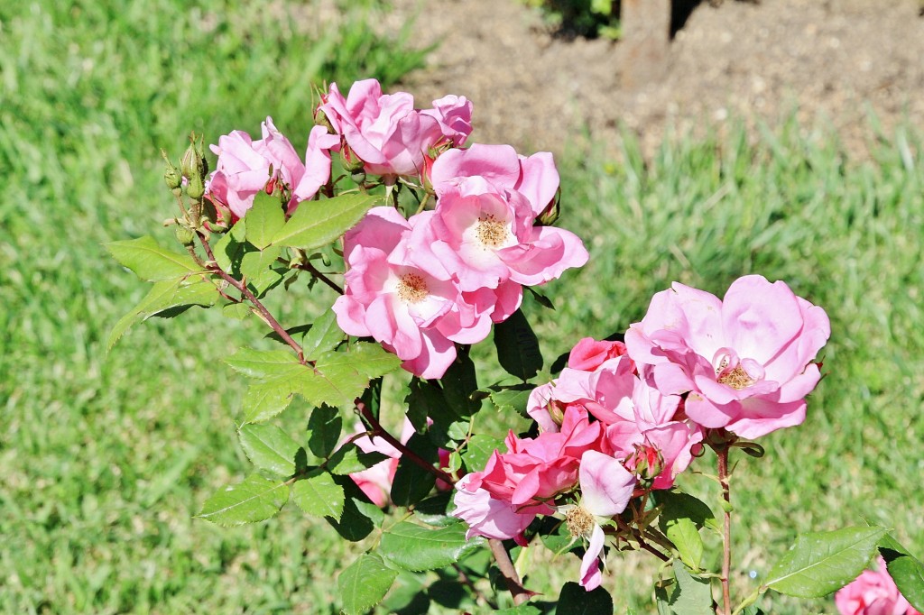 Foto: Exposición de rosas - Barcelona (Cataluña), España