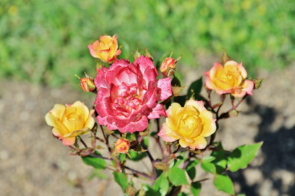 Foto: Exposición de rosas - Barcelona (Cataluña), España