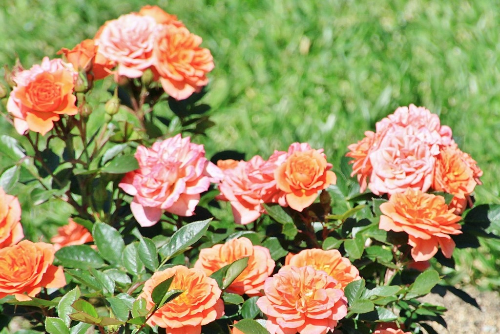 Foto: Esposición de rosas - Barcelona (Cataluña), España