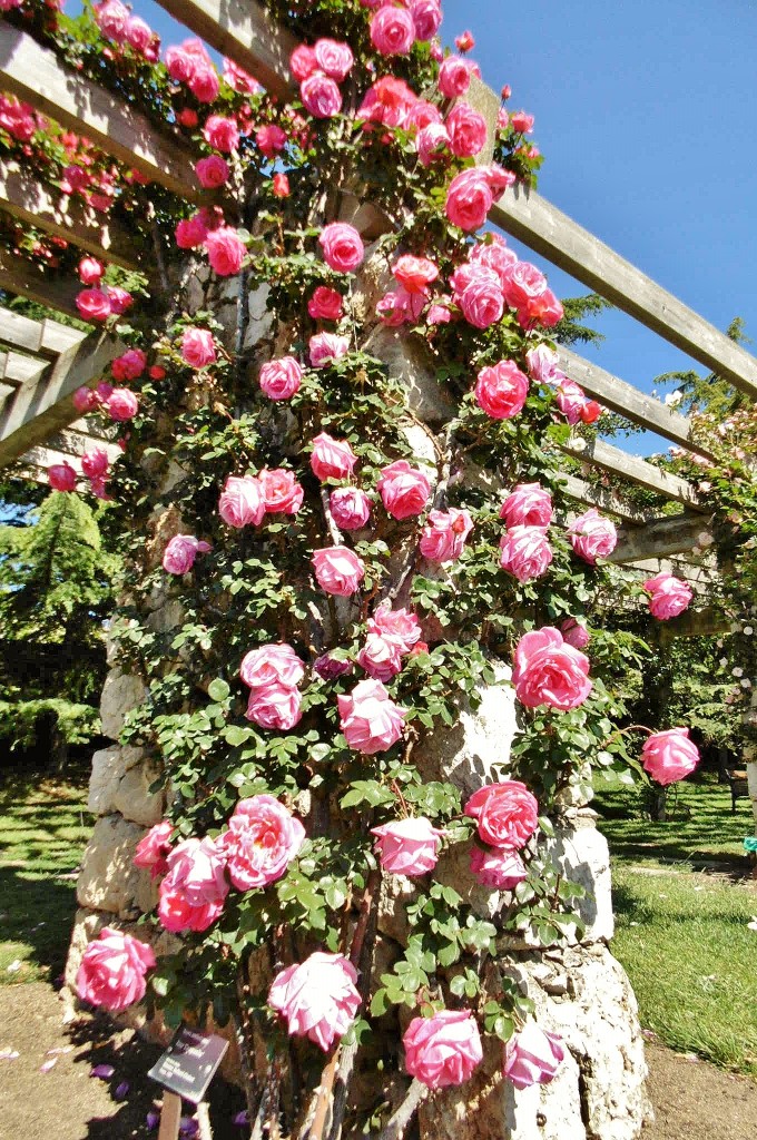 Foto: Exposición de rosas - Barcelona (Cataluña), España