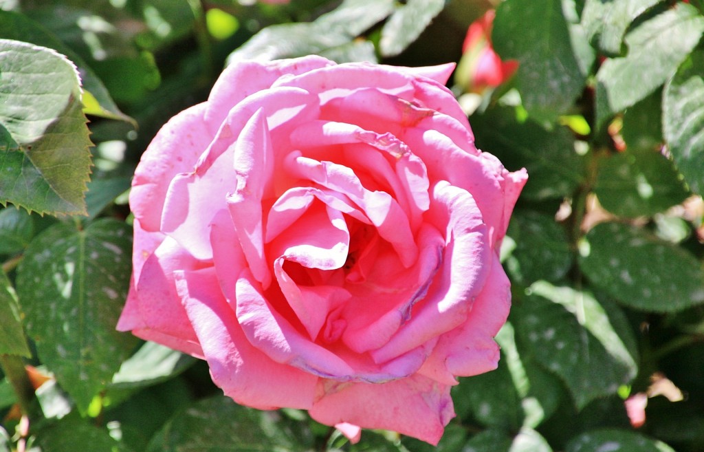 Foto: Exposición de rosas - Barcelona (Cataluña), España