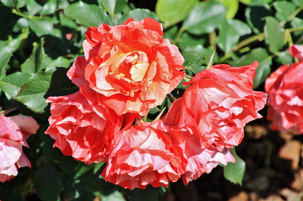 Foto: Exposición de rosas - Barcelona (Cataluña), España