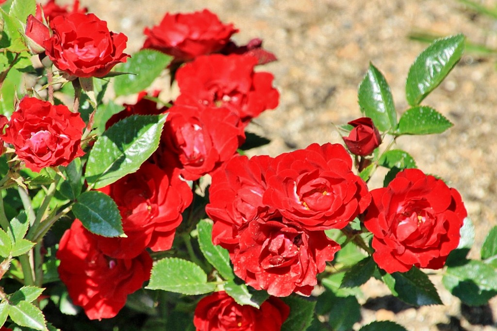 Foto: Exposición de rosas - Barcelona (Cataluña), España