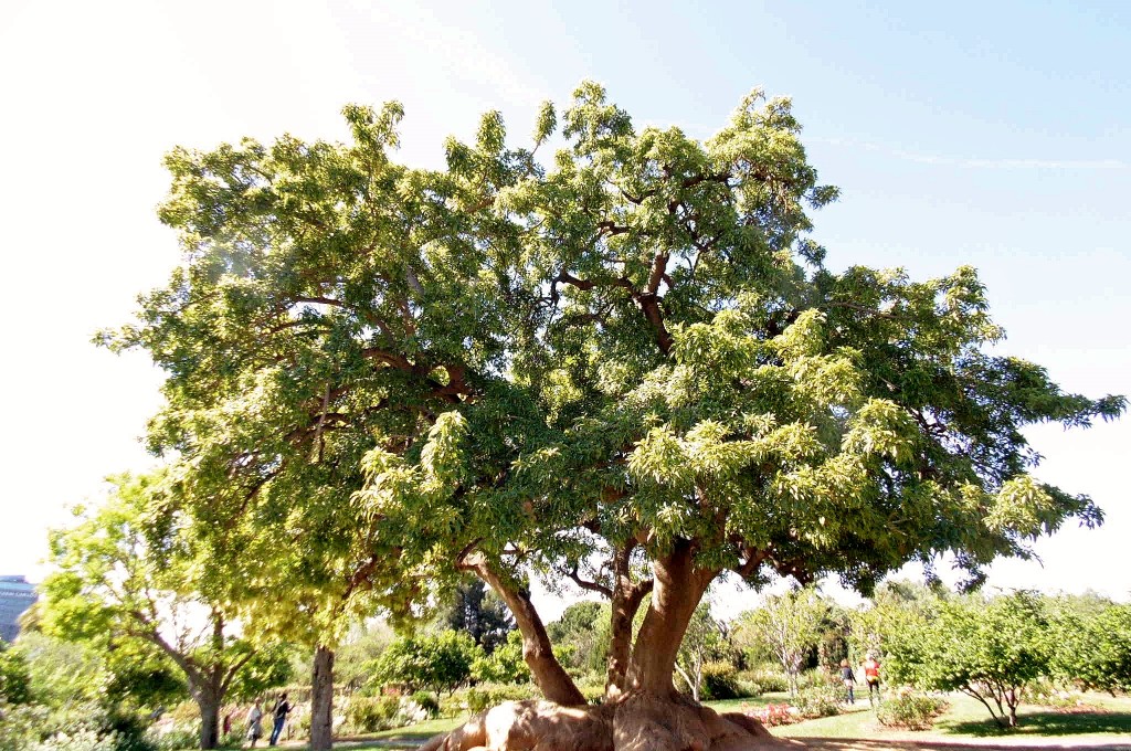 Foto: Parque Cervantes - Barcelona (Cataluña), España