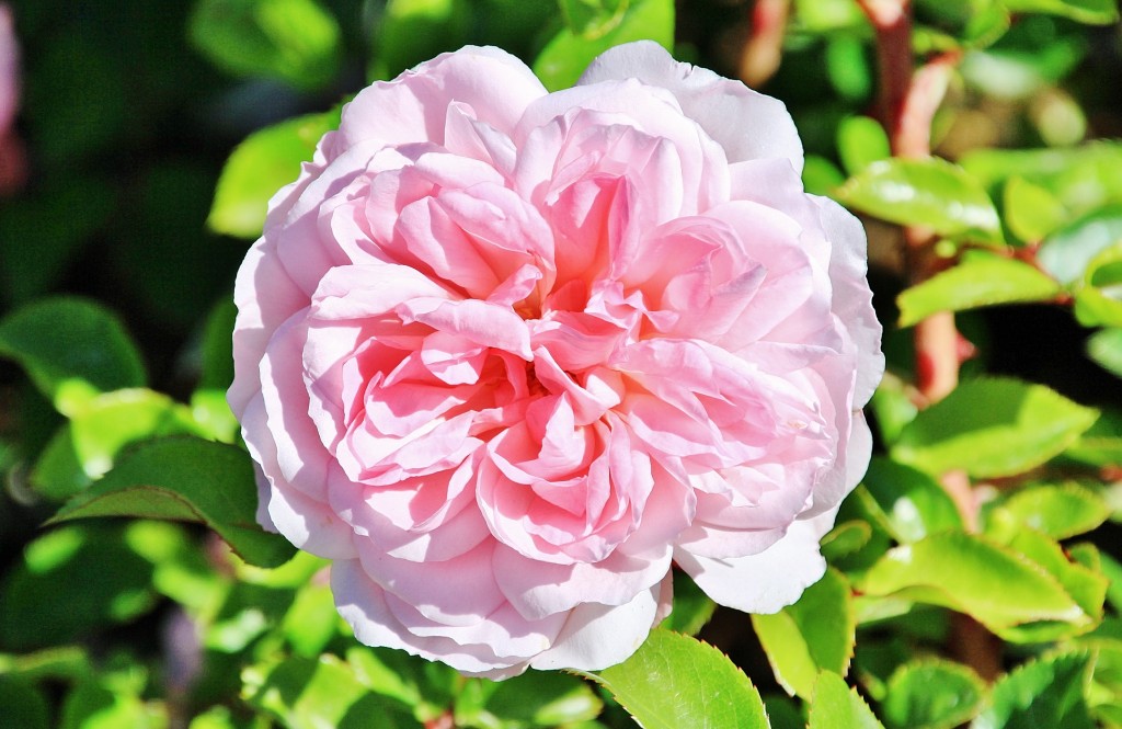 Foto: Exposición de rosas - Barcelona (Cataluña), España