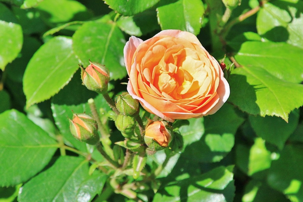 Foto: Exposición de rosas - Barcelona (Cataluña), España