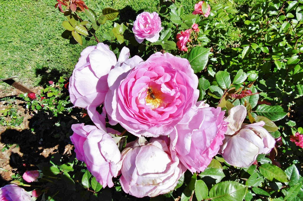 Foto: Exposición de rosas - Barcelona (Cataluña), España