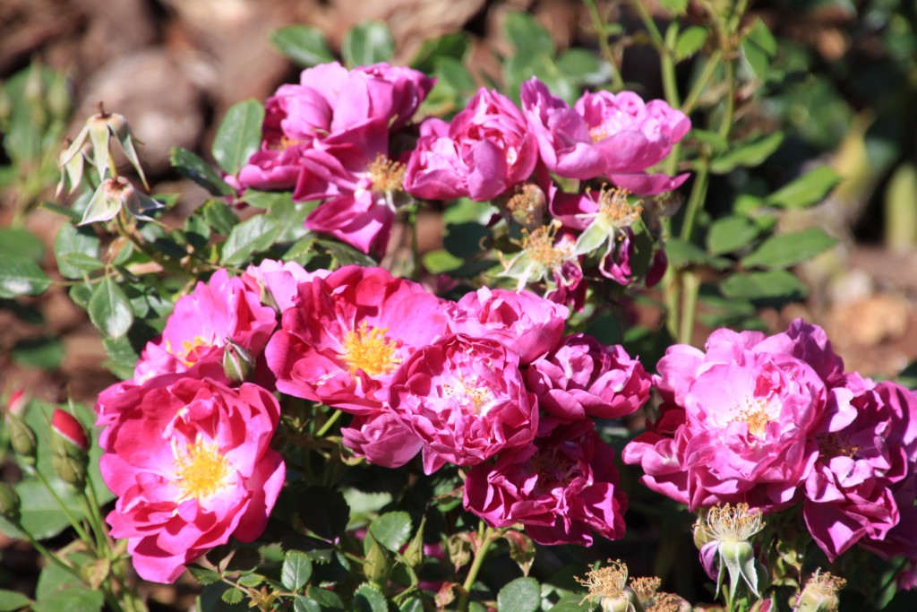 Foto: Exposición de rosas - Barcelona (Cataluña), España