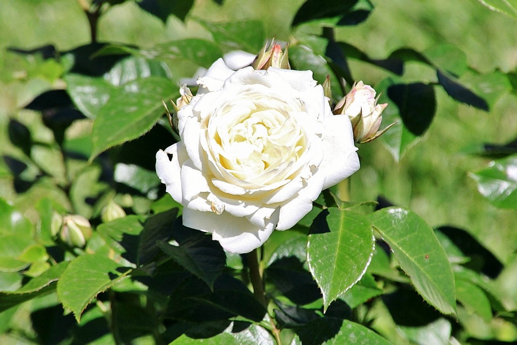 Foto: Exposición de rosas - Barcelona (Cataluña), España