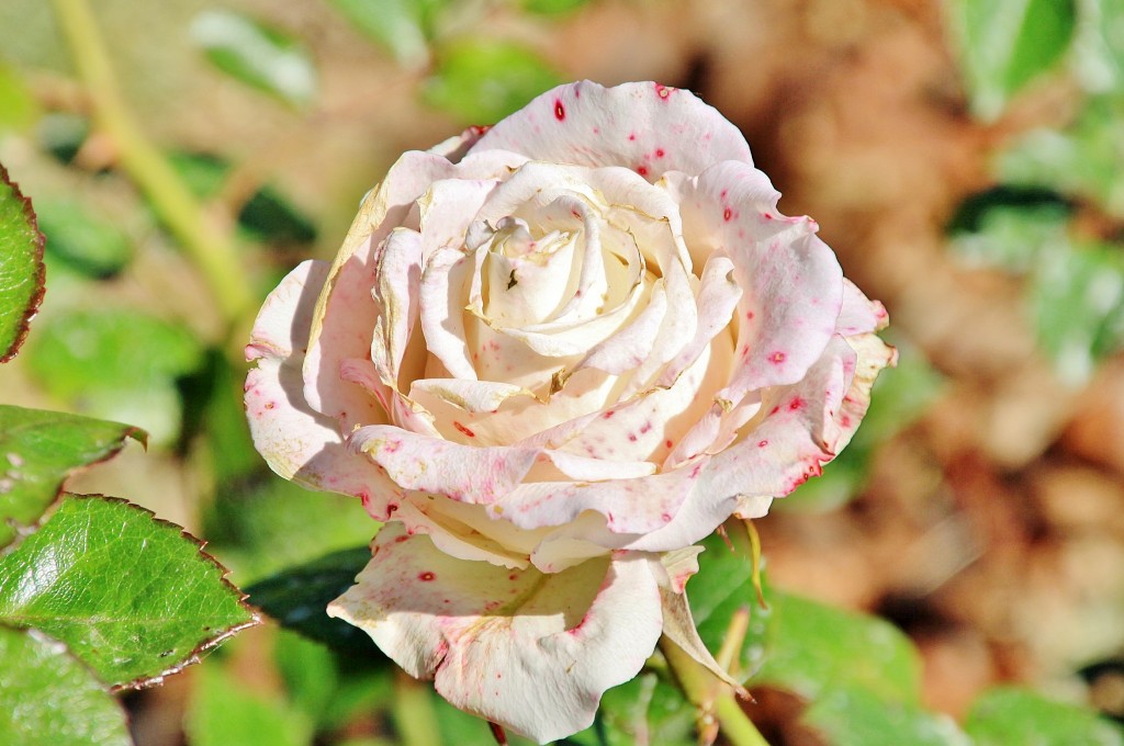 Foto: Exposición de rosas - Barcelona (Cataluña), España