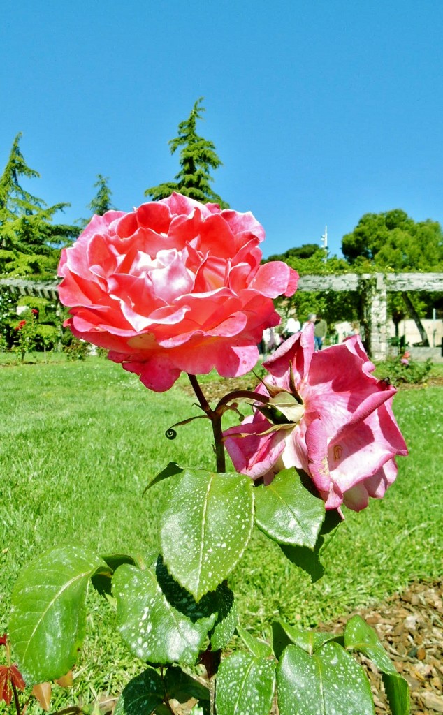 Foto: Exposición de rosas - Barcelona (Cataluña), España