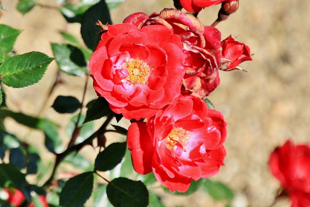 Foto: Exposición de rosas - Barcelona (Cataluña), España