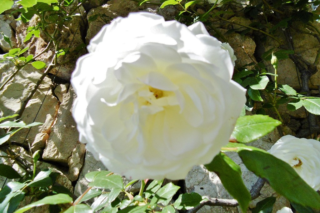 Foto: Exposición de rosas - Barcelona (Cataluña), España