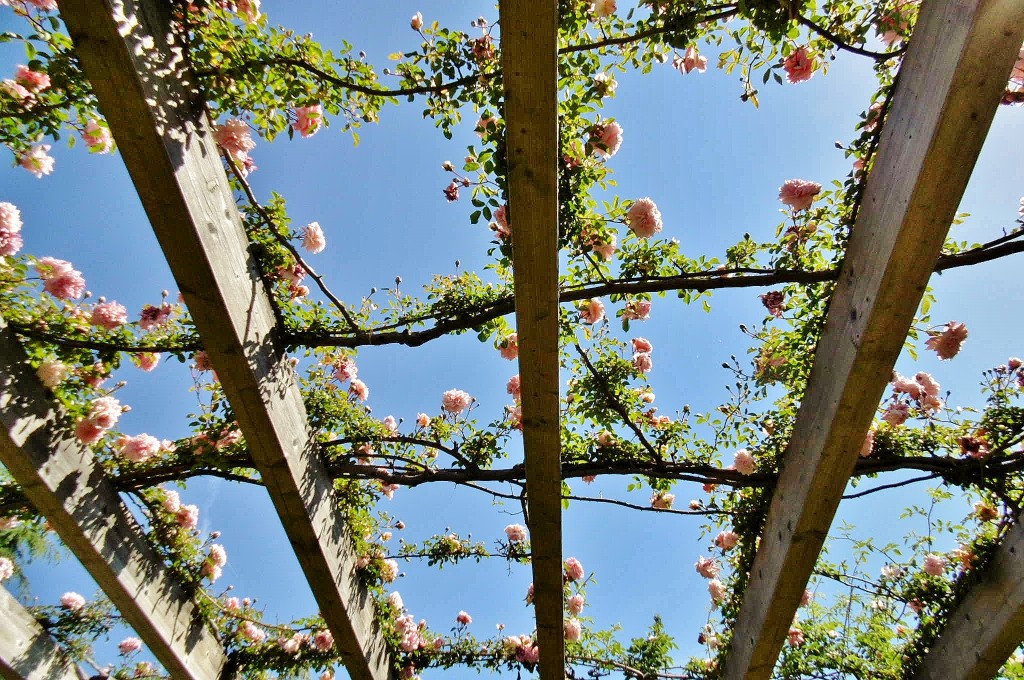 Foto: Exposición de rosas - Barcelona (Cataluña), España