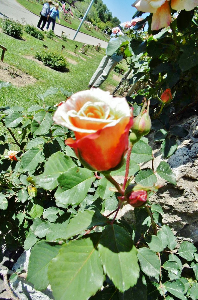 Foto: Exposición de rosas - Barcelona (Cataluña), España