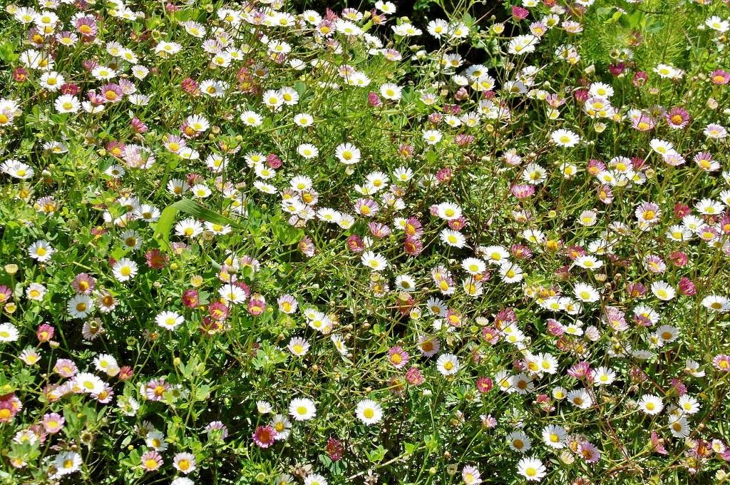 Foto: Flores - Barcelona (Cataluña), España