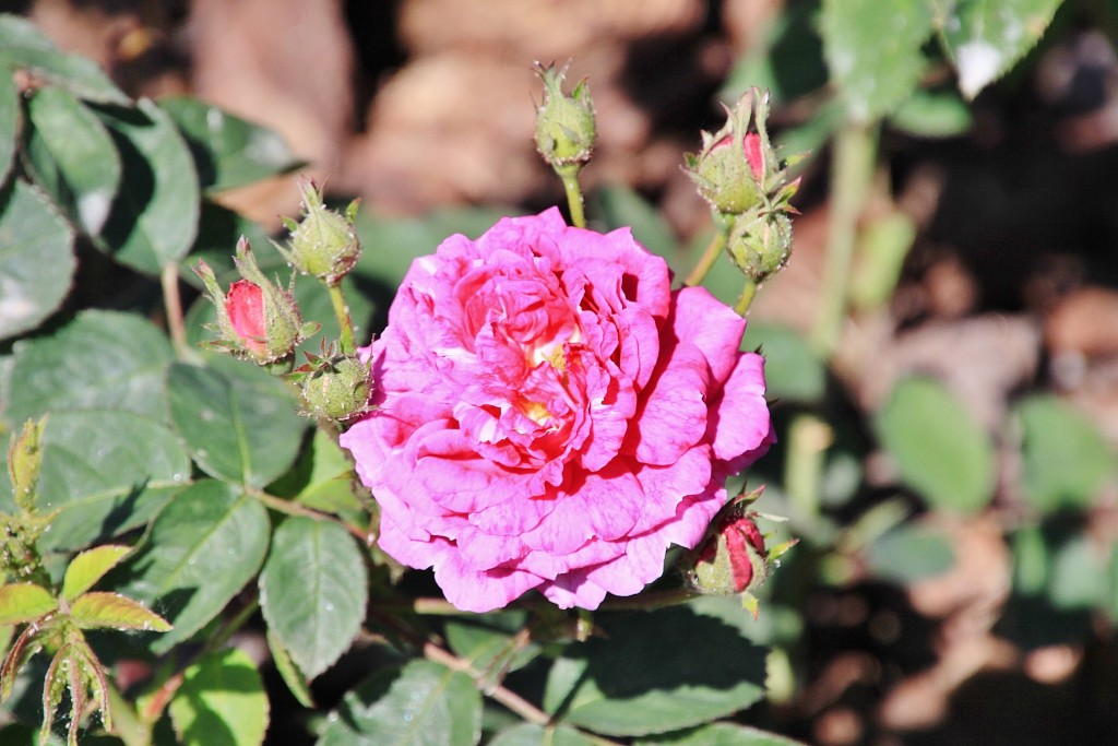 Foto: Exposición de rosas - Barcelona (Cataluña), España