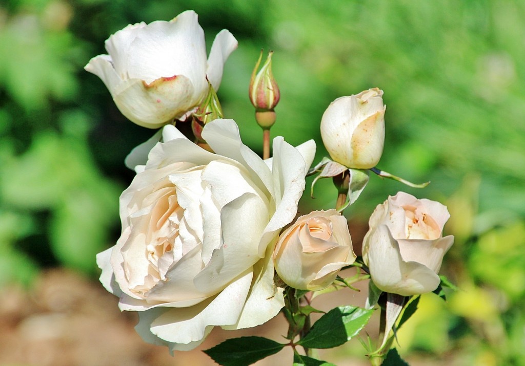 Foto: Exposición de rosas - Barcelona (Cataluña), España