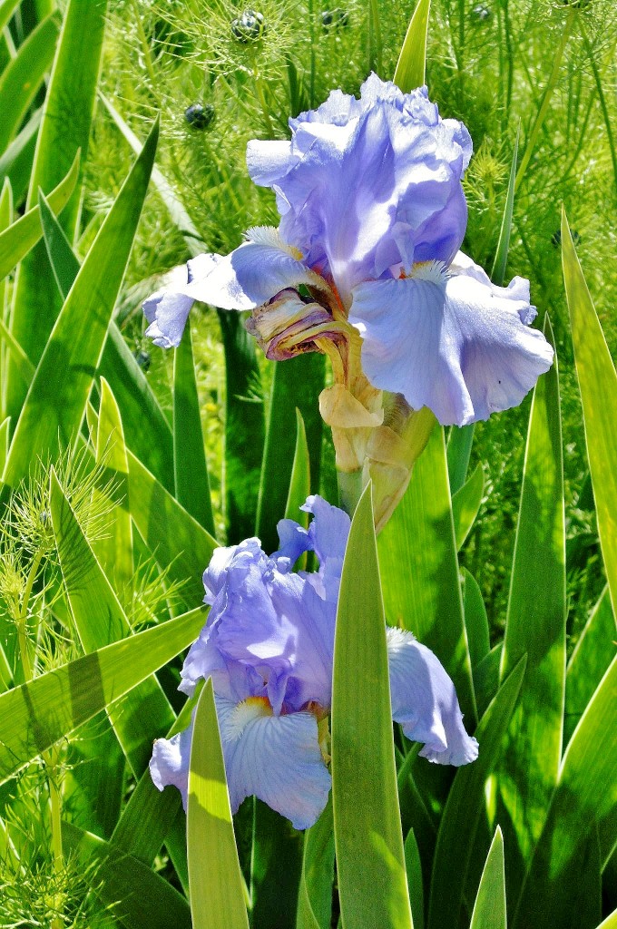 Foto: Flores - Barcelona (Cataluña), España