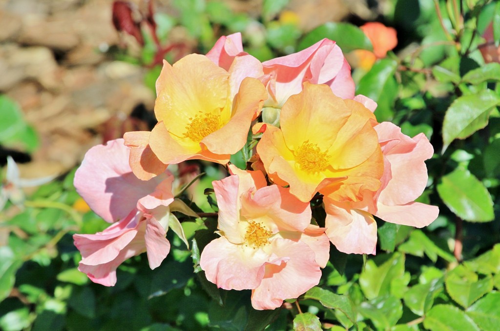 Foto: Exposición de rosas - Barcelona (Cataluña), España