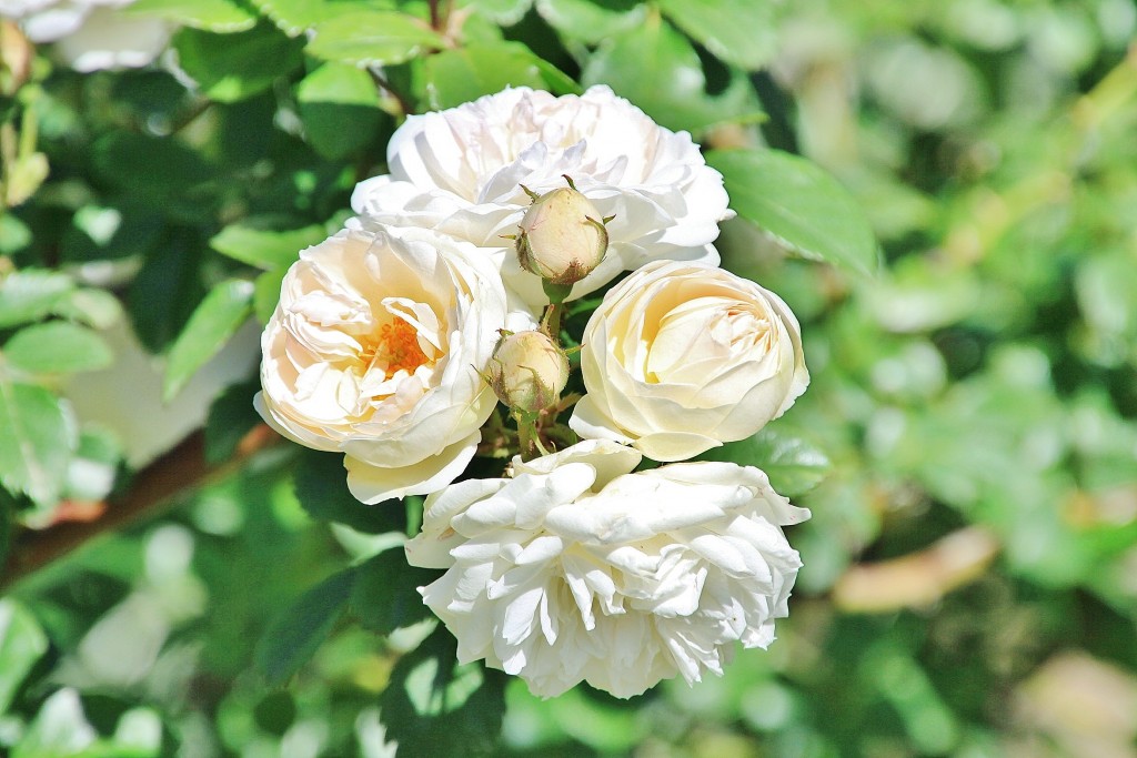 Foto: Exposición de rosas - Barcelona (Cataluña), España