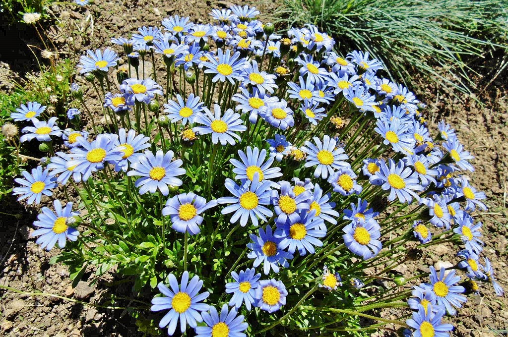 Foto: Flores - Barcelona (Cataluña), España