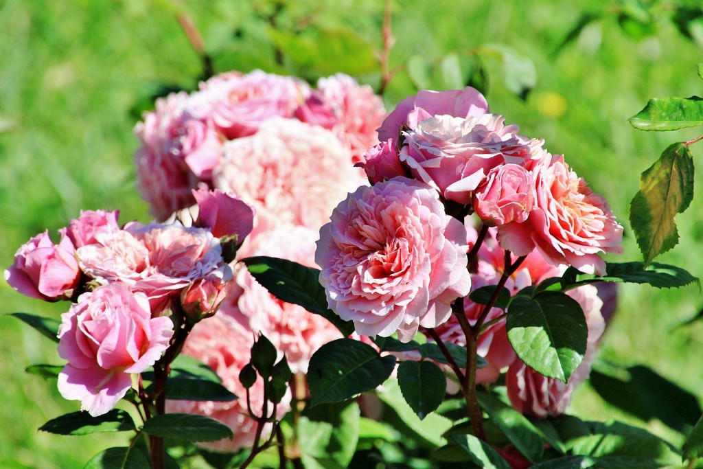 Foto: Exposición de rosas - Barcelona (Cataluña), España