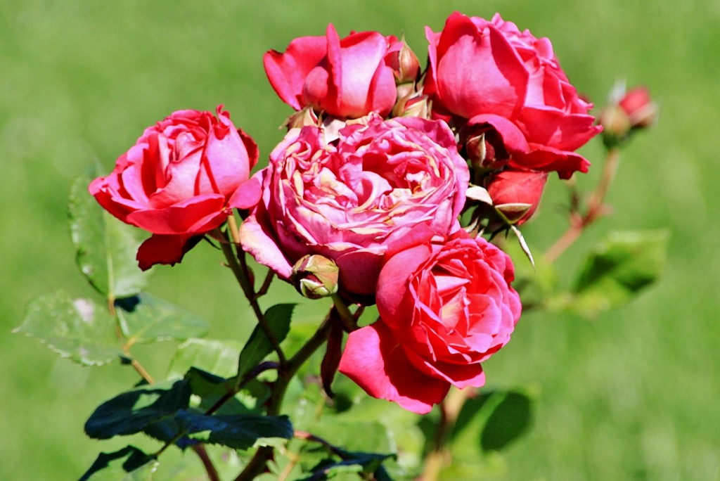 Foto: Exposición de rosas - Barcelona (Cataluña), España