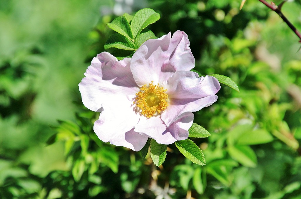 Foto: Exposición de rosas - Barcelona (Cataluña), España