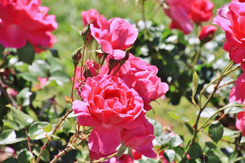 Foto: Exposición de rosas - Barcelona (Cataluña), España