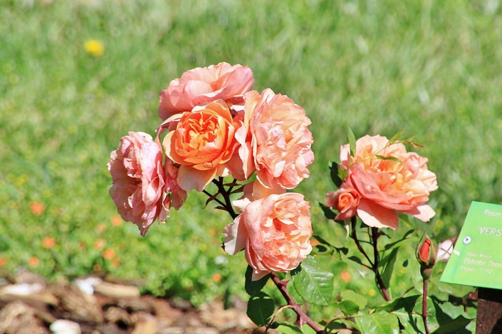 Foto: Exposición de rosas - Barcelona (Cataluña), España