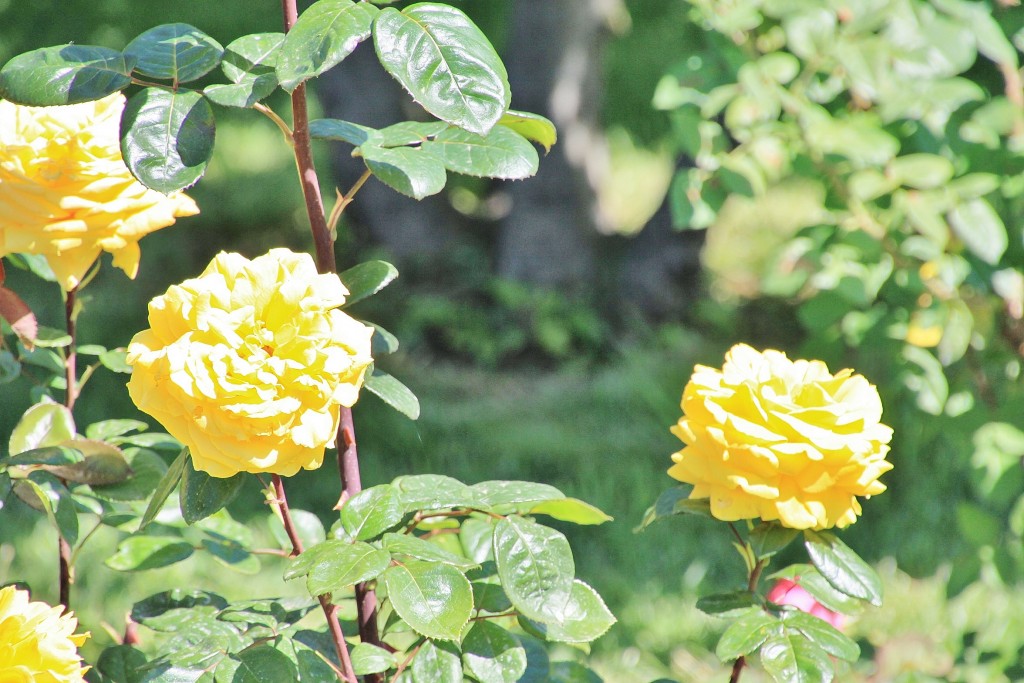 Foto: Exposición de rosas - Barcelona (Cataluña), España