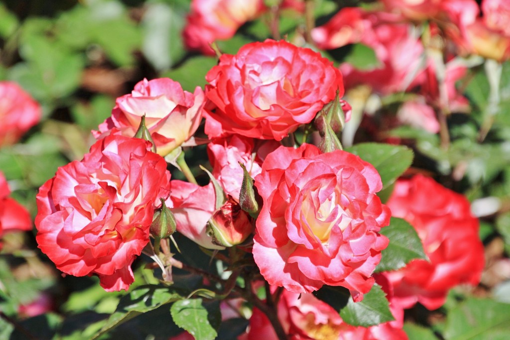 Foto: Exposición de rosas - Barcelona (Cataluña), España