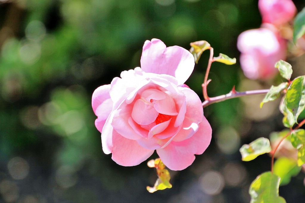 Foto: Exposición de rosas - Barcelona (Cataluña), España