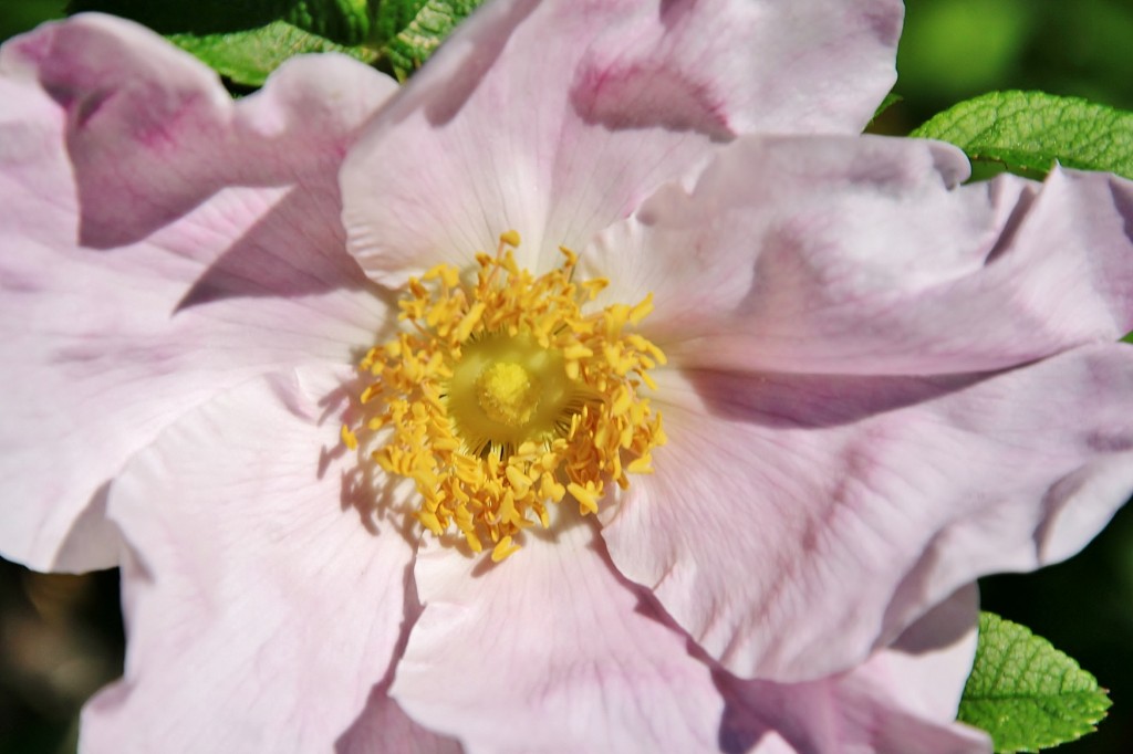 Foto: Exposición de rosas - Barcelona (Cataluña), España